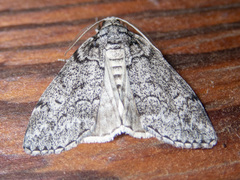 Smyriodes trigramma