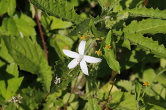 Hippobroma longiflora