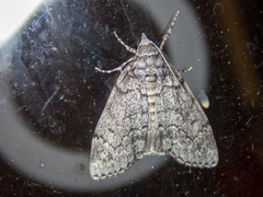 Smyriodes trigramma