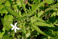 Hippobroma longiflora