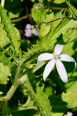 Hippobroma longiflora
