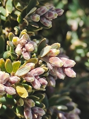 Acrothamnus hookeri