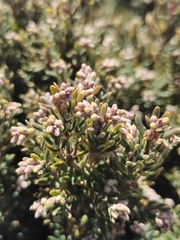 Acrothamnus hookeri