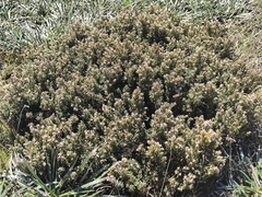 Acrothamnus hookeri