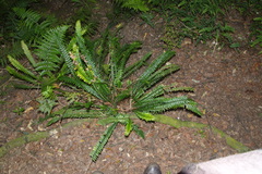 Blechnum × aggregatum