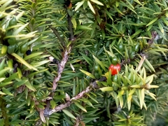 Podocarpus acutifolius