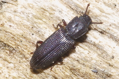 Pycnomerus depressiusculus