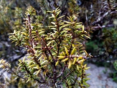 Podocarpus acutifolius