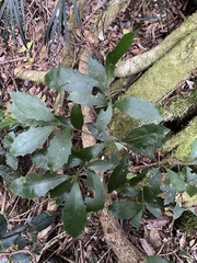 Polyosma cunninghamii