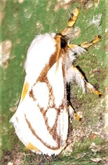 Parapluda invitabilis