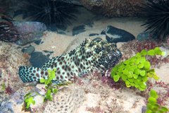 Epinephelus malabaricus