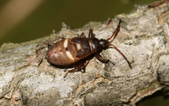 Gastrodes