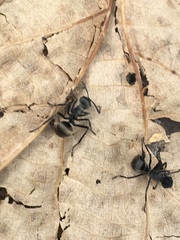 Polyrhachis illaudata