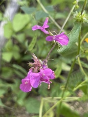 Stachys tenerrima