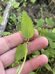 Stachys tenerrima