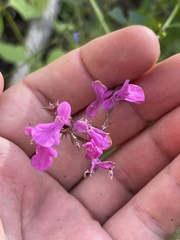 Stachys tenerrima