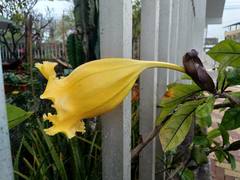 Solandra longiflora
