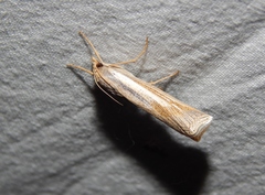 Ancylolomia chrysographellus