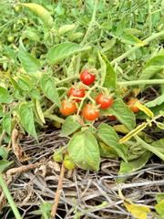 Solanum pimpinellifolium