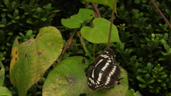 Limenitis sulpitia