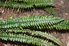 Blechnum × aggregatum