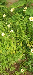 Turnera