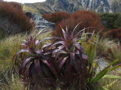 Dracophyllum elegantissimum