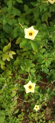 Turnera