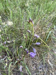 Caesia calliantha