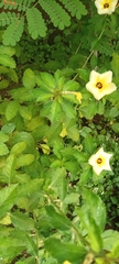 Turnera