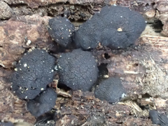 Xylaria schweinitzii