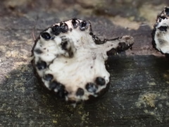 Xylaria schweinitzii