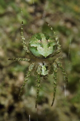 Cryptaranea atrihastula