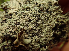 Notoparmelia testacea