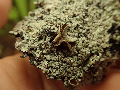 Notoparmelia testacea