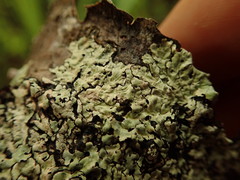 Notoparmelia testacea