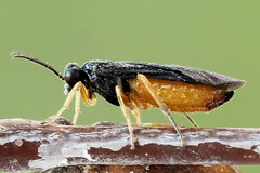 Heterarthrus vagans