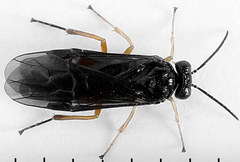 Heterarthrus vagans