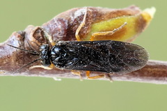 Heterarthrus vagans