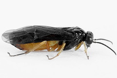 Heterarthrus vagans