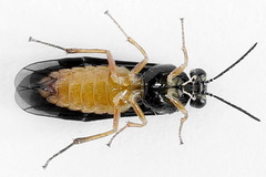 Heterarthrus vagans