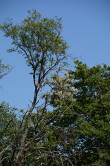 Agelanthus natalitius