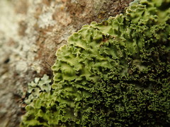 Pannaria minutiphylla