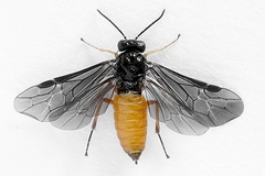 Heterarthrus vagans