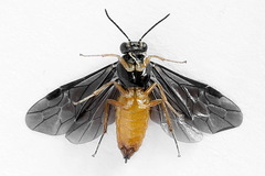 Heterarthrus vagans