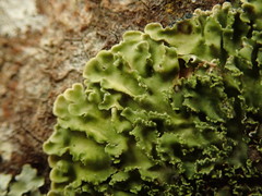 Pannaria minutiphylla