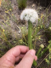 Agathosma geniculata