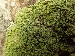 Pannaria minutiphylla