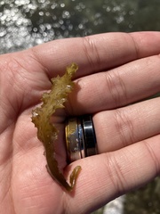 Sargassum aquifolium