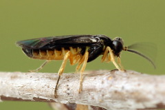 Heterarthrus vagans